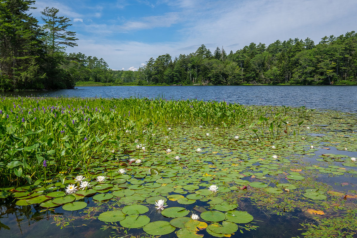 Bigelow leading project to assess cyanobacteria in drinking water